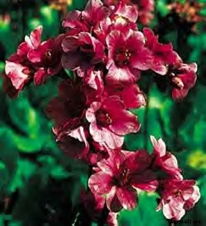 How to Grow and Care for Bergenia Flowers