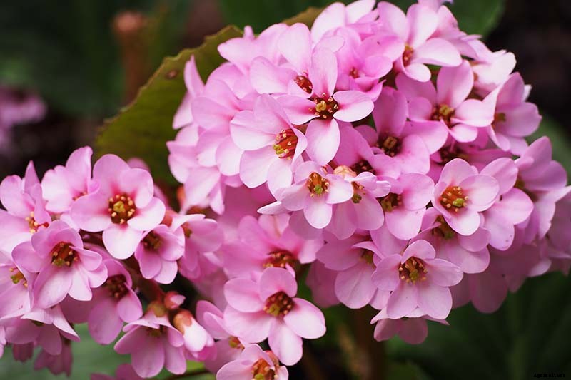 How to Grow and Care for Bergenia Flowers