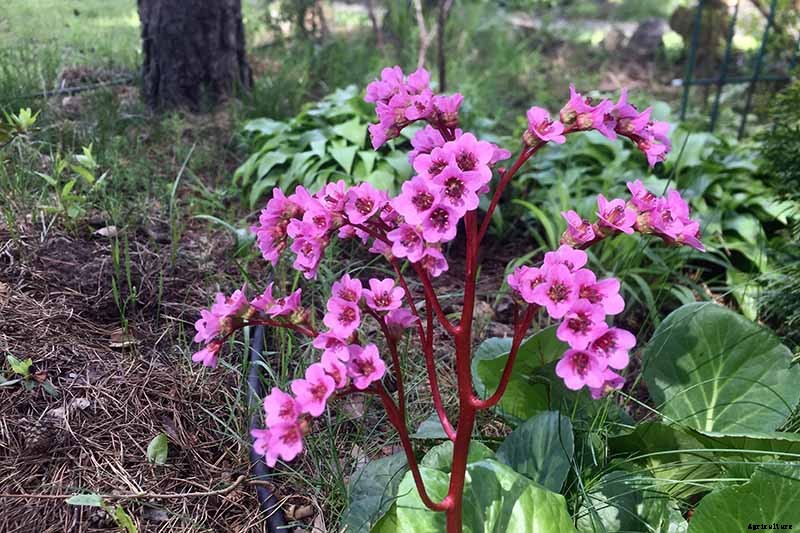 How to Grow and Care for Bergenia Flowers