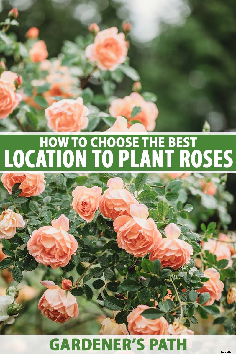 How to Choose the Best Location to Grow Roses in Your Yard