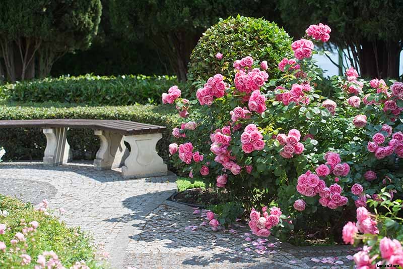 How to Choose the Best Location to Grow Roses in Your Yard