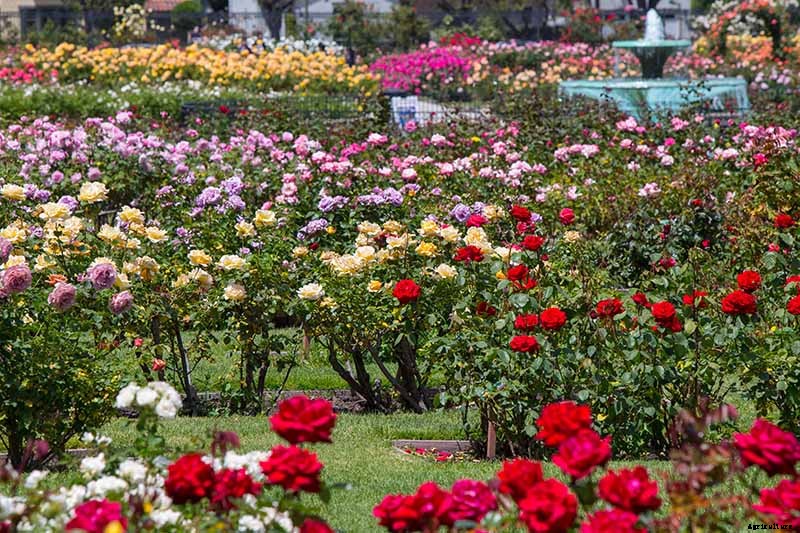How to Choose the Best Location to Grow Roses in Your Yard