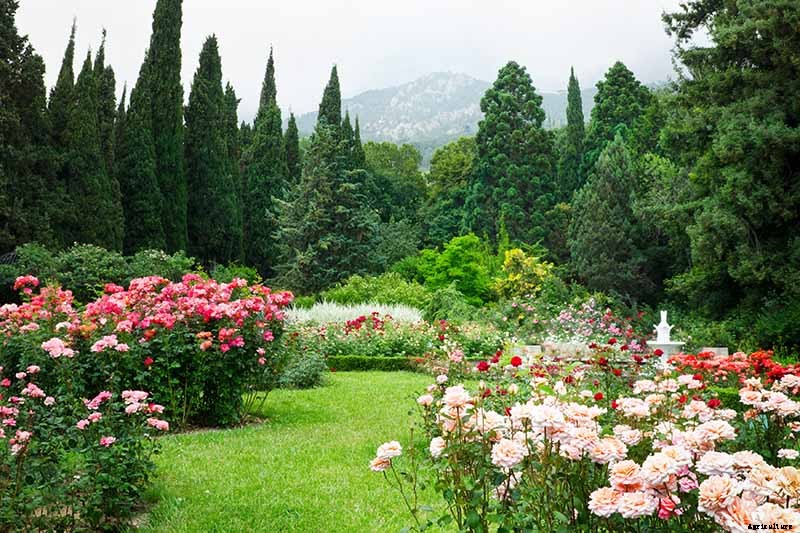 How to Choose the Best Location to Grow Roses in Your Yard