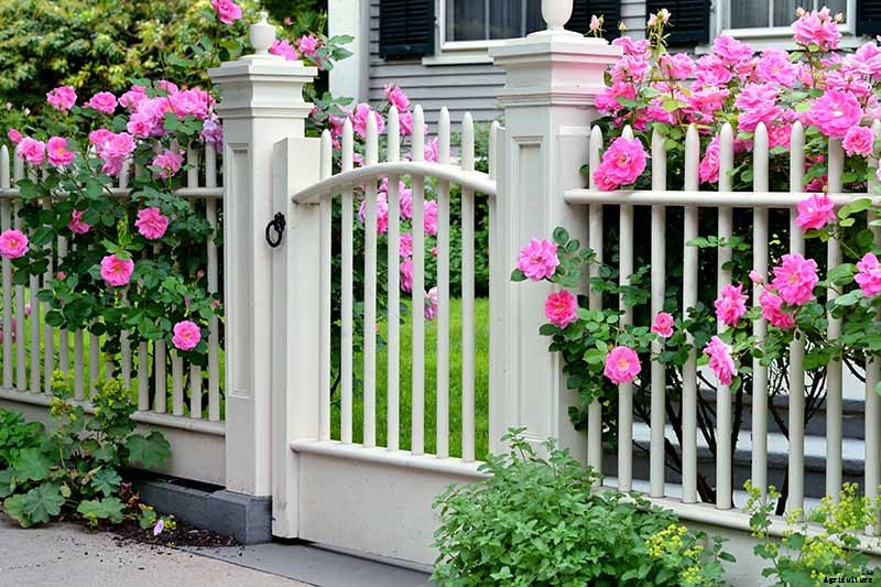 How to Choose the Best Location to Grow Roses in Your Yard