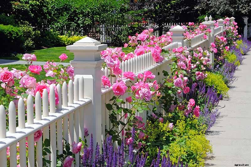 How to Choose the Best Location to Grow Roses in Your Yard