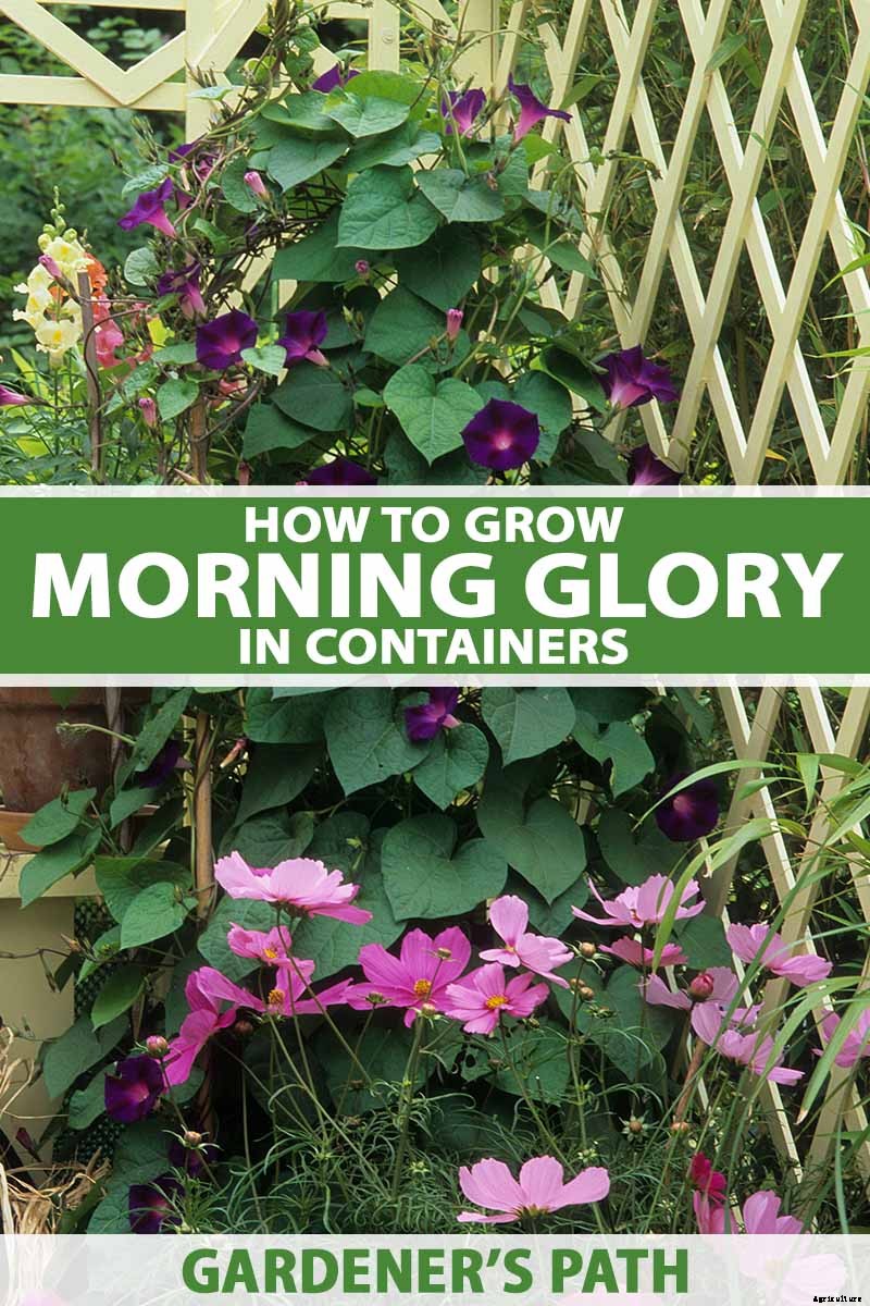 How to Grow Morning Glory Vines in Containers