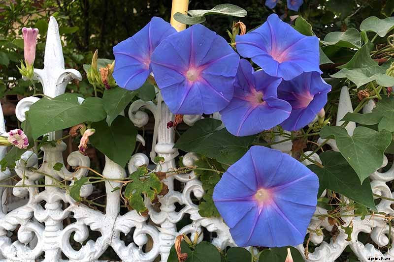 How to Grow Morning Glory Vines in Containers