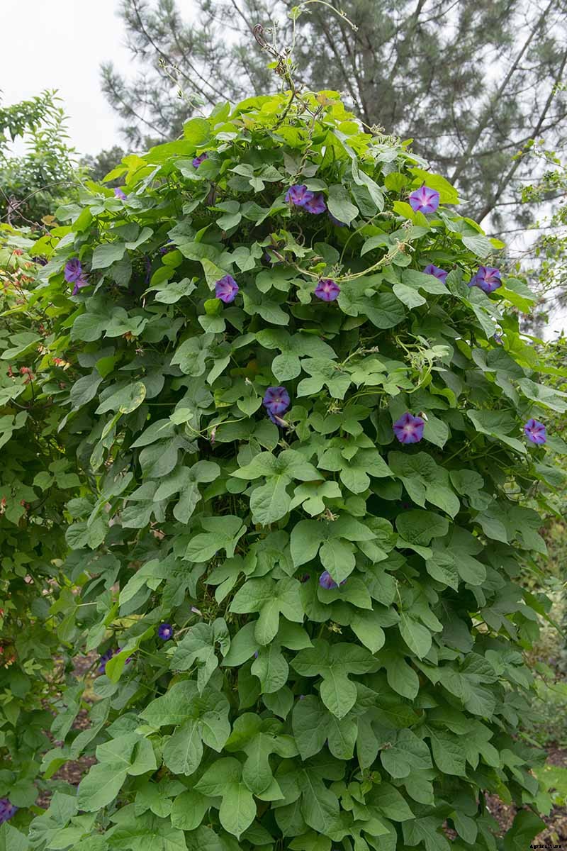 How to Grow Morning Glory Vines in Containers