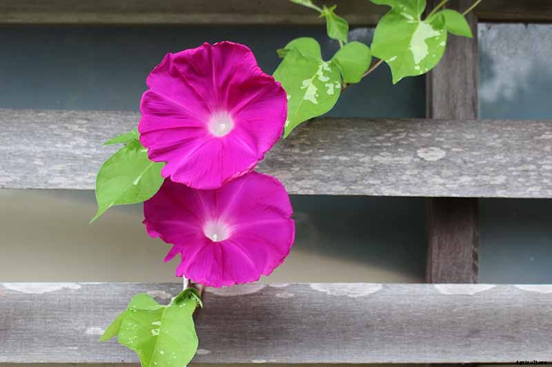 How to Grow Morning Glory Vines in Containers