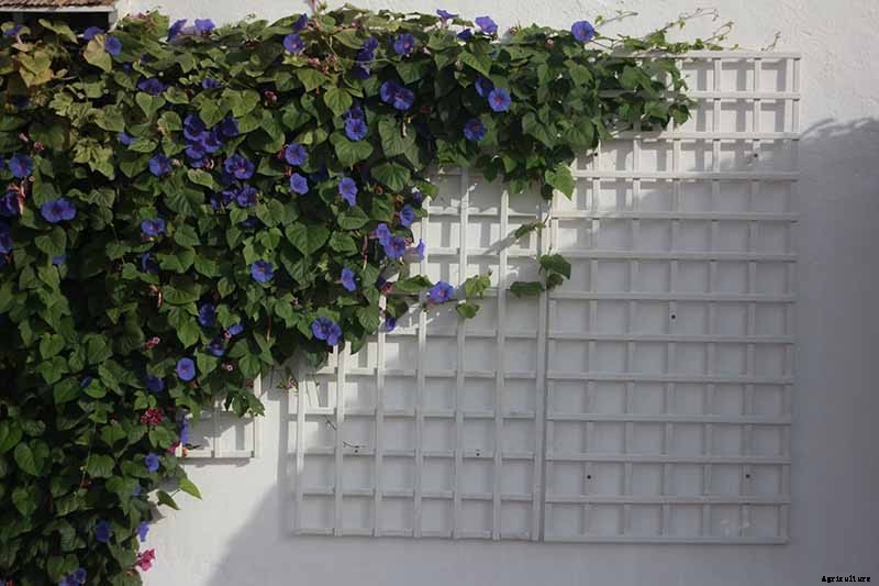 How to Grow Morning Glory Vines in Containers