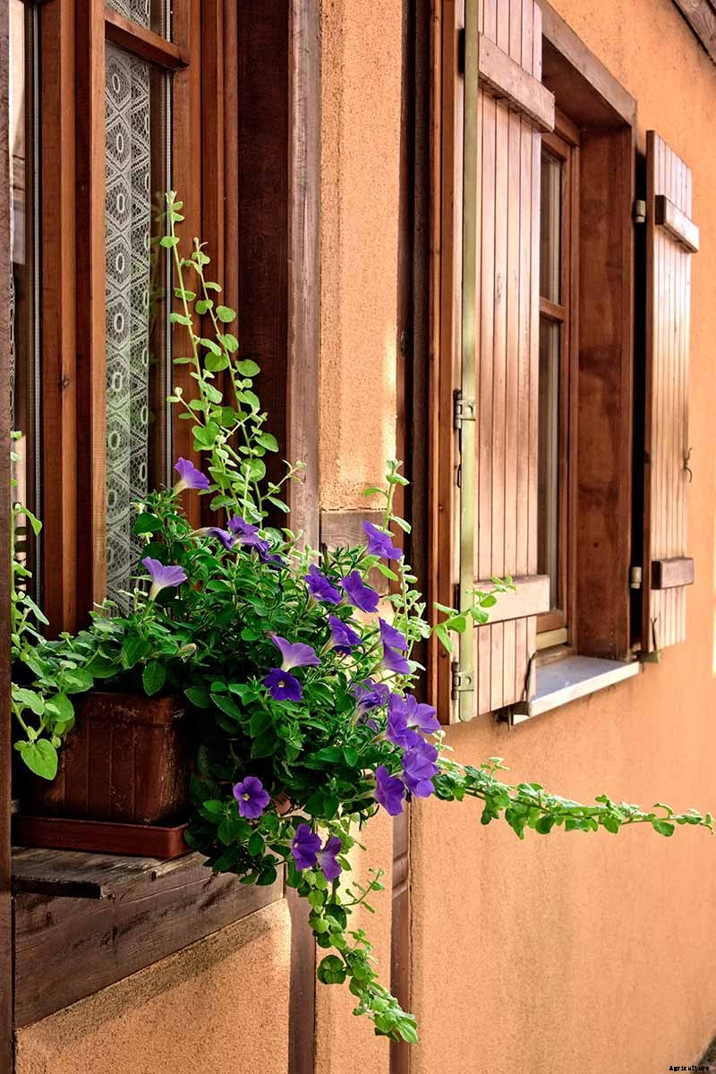 How to Grow Morning Glory Vines in Containers
