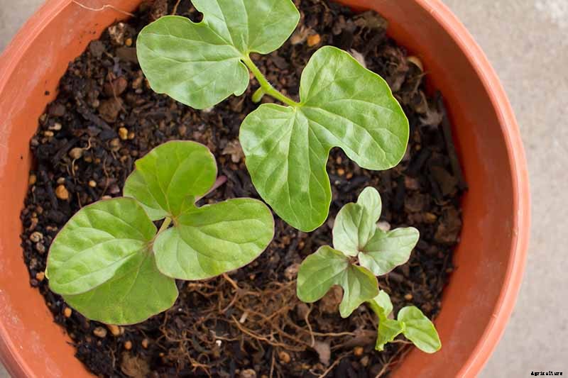 How to Grow Morning Glory Vines in Containers