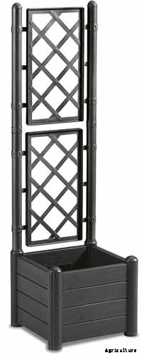 How to Grow Morning Glory Vines in Containers