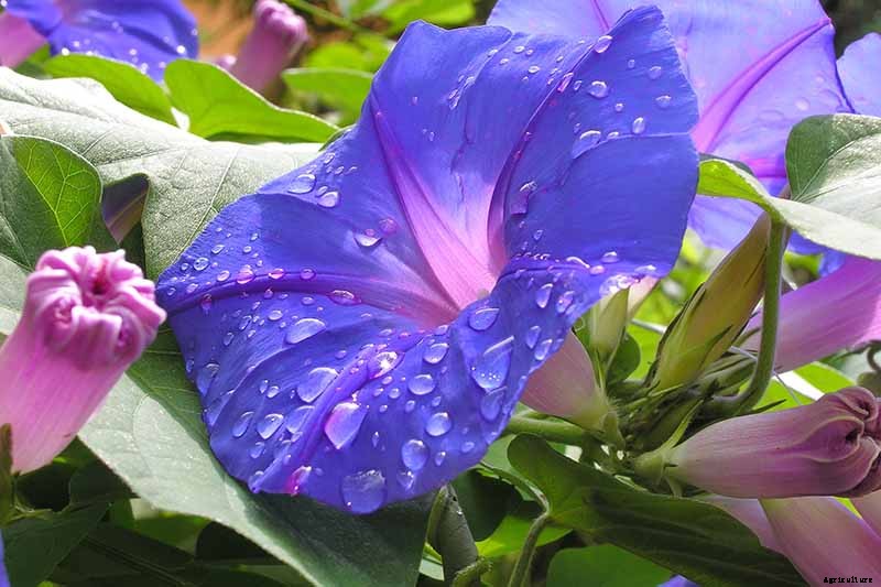 How to Grow Morning Glory Vines in Containers