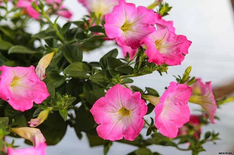 How to Grow Morning Glory Vines in Containers