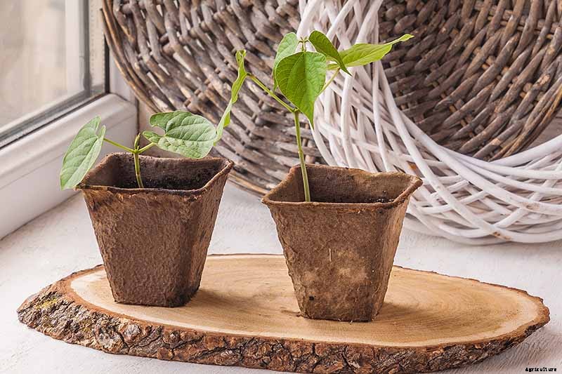 How to Grow Morning Glory Vines in Containers
