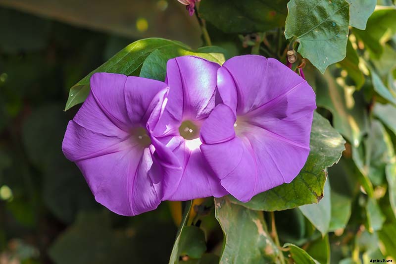 How to Grow Morning Glory Vines in Containers