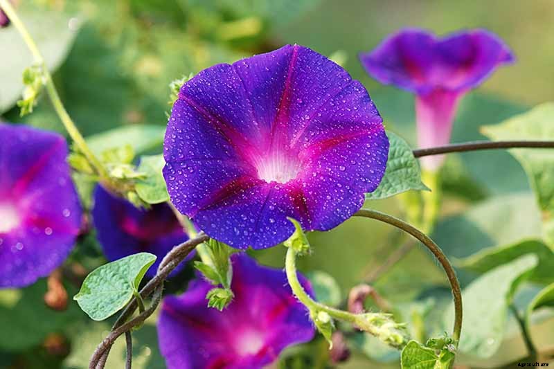 How to Grow Morning Glory Vines in Containers
