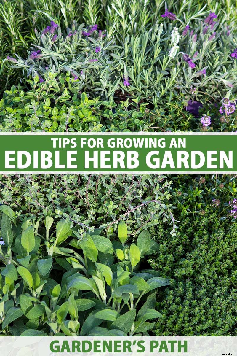 Tips for Growing an Abundant Edible Herb Garden