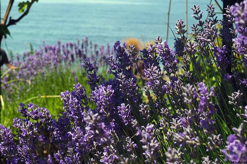 Tips for Growing an Abundant Edible Herb Garden