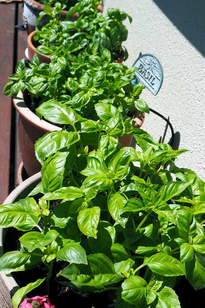 Tips for Growing an Abundant Edible Herb Garden