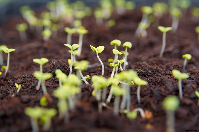 Tips for Growing an Abundant Edible Herb Garden