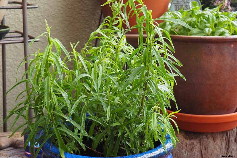 Tips for Growing an Abundant Edible Herb Garden