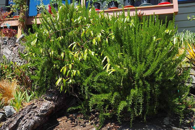 Tips for Growing an Abundant Edible Herb Garden