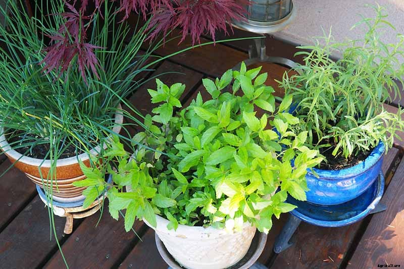 Tips for Growing an Abundant Edible Herb Garden