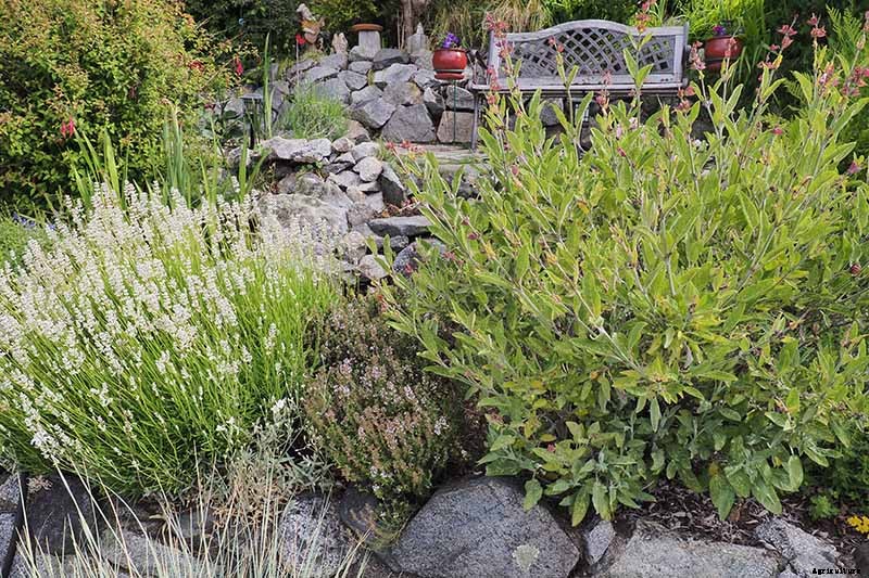 Tips for Growing an Abundant Edible Herb Garden