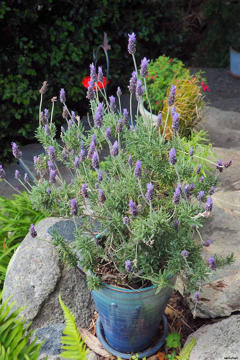 Tips for Growing an Abundant Edible Herb Garden