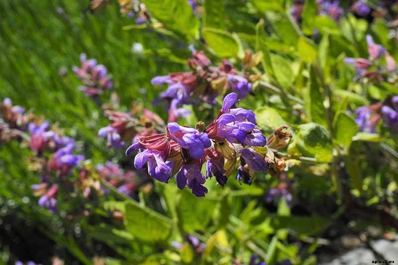 Tips for Growing an Abundant Edible Herb Garden