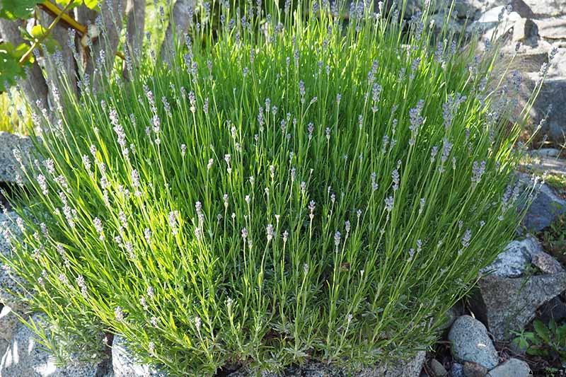 Tips for Growing an Abundant Edible Herb Garden