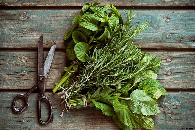 Tips for Growing an Abundant Edible Herb Garden