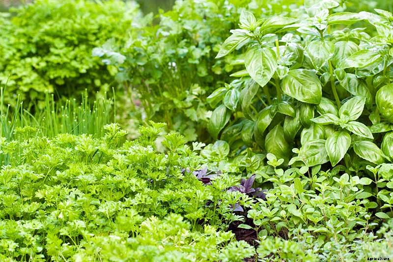 Tips for Growing an Abundant Edible Herb Garden
