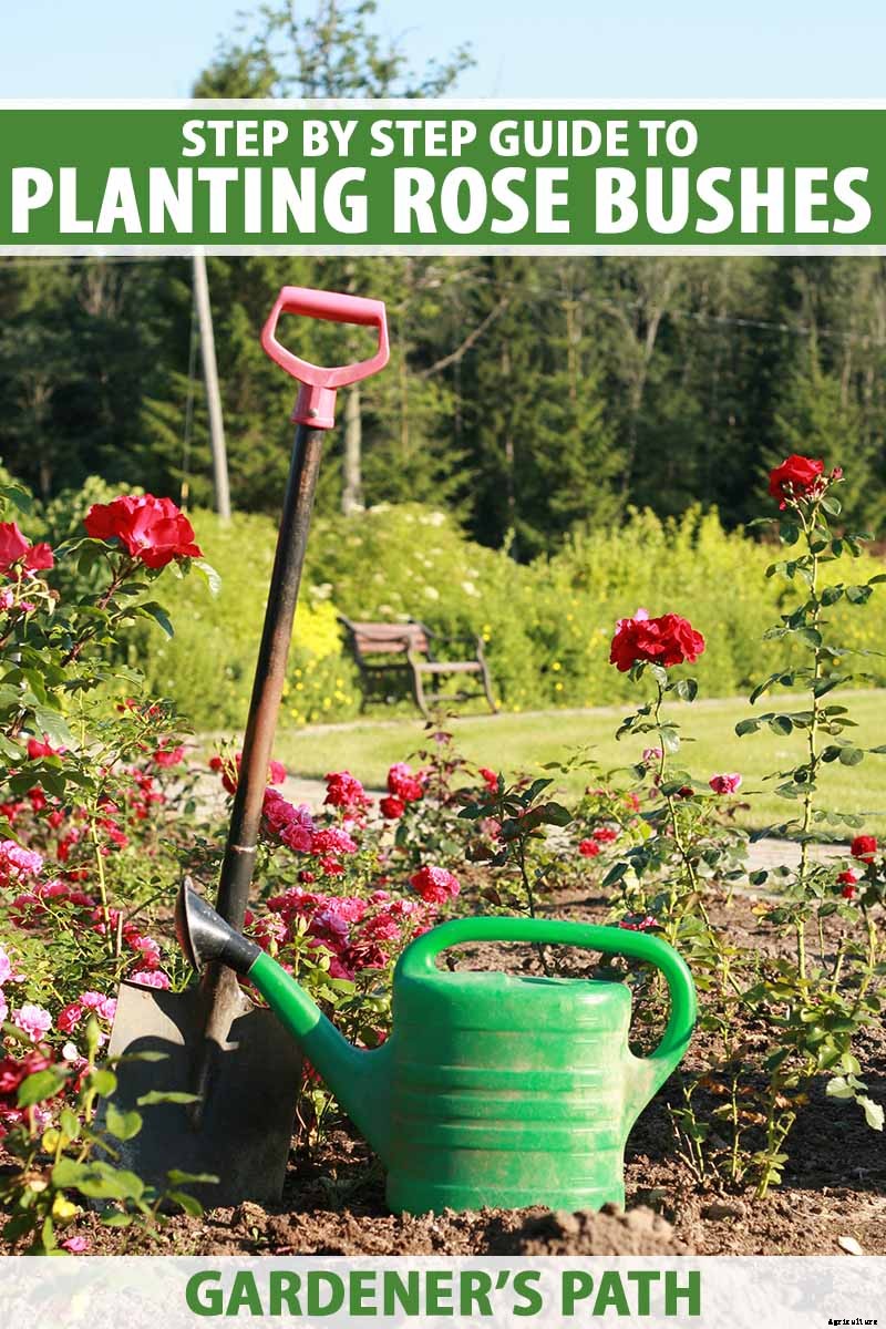 Planting Rose Bushes: Step by Step Instructions