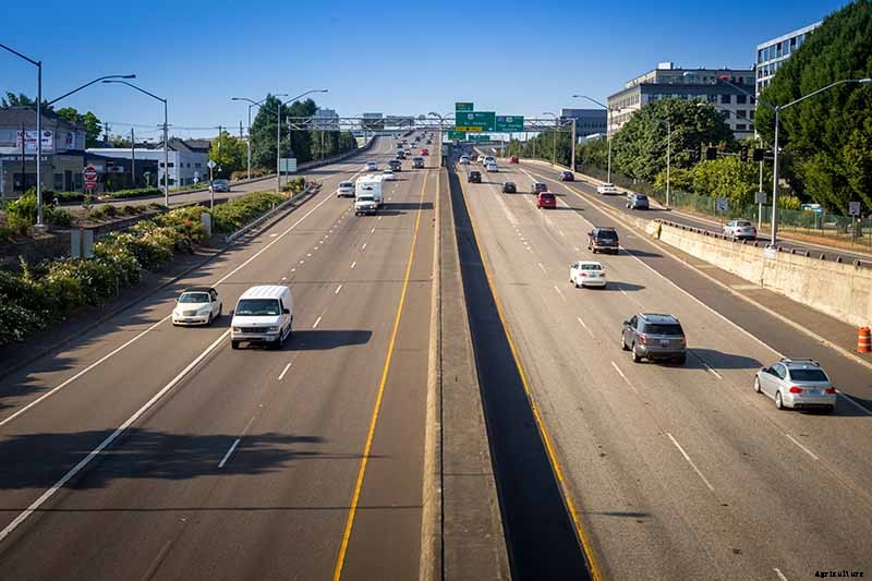 Planting Rose Bushes: Step by Step Instructions