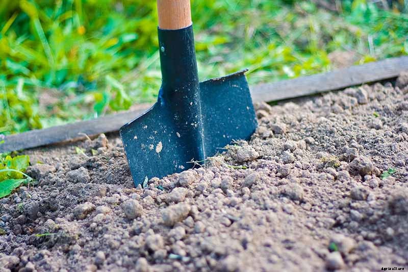 Planting Rose Bushes: Step by Step Instructions