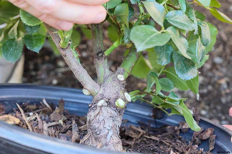 Planting Rose Bushes: Step by Step Instructions