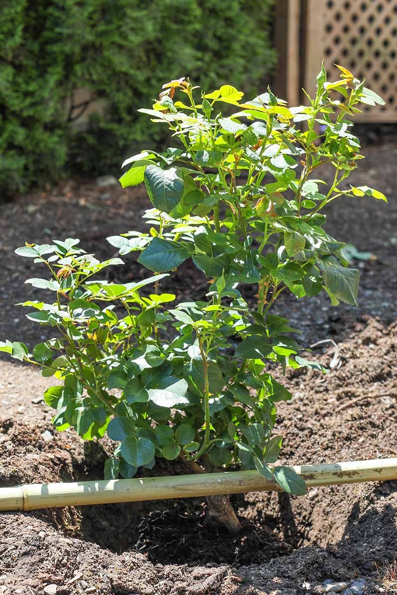 Planting Rose Bushes: Step by Step Instructions