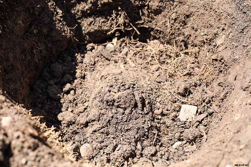 Planting Rose Bushes: Step by Step Instructions