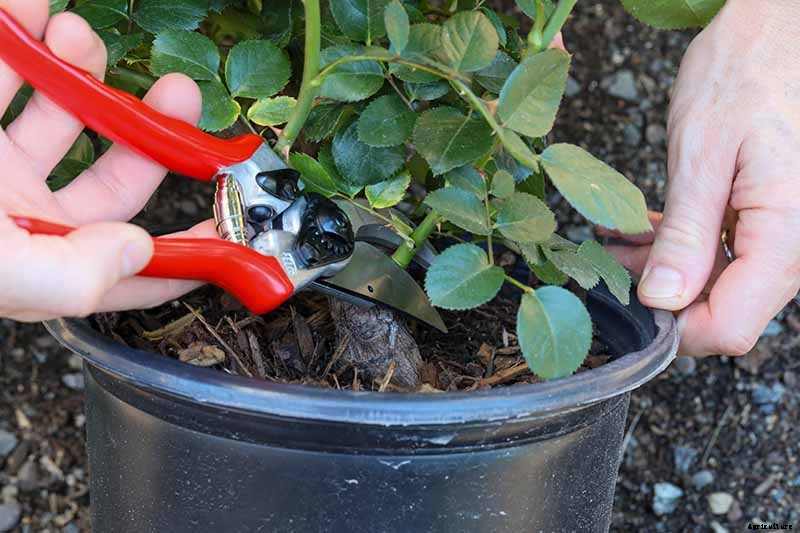 Planting Rose Bushes: Step by Step Instructions