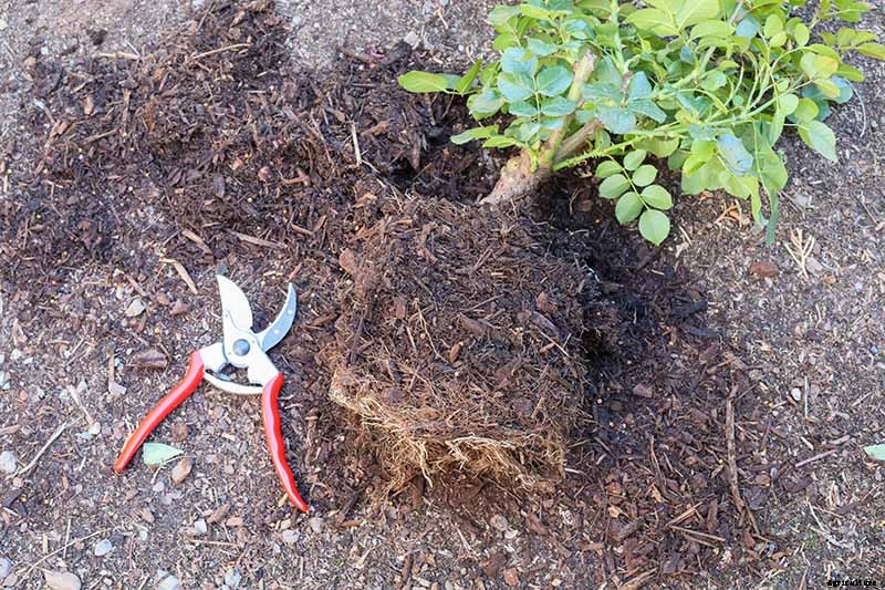 Planting Rose Bushes: Step by Step Instructions