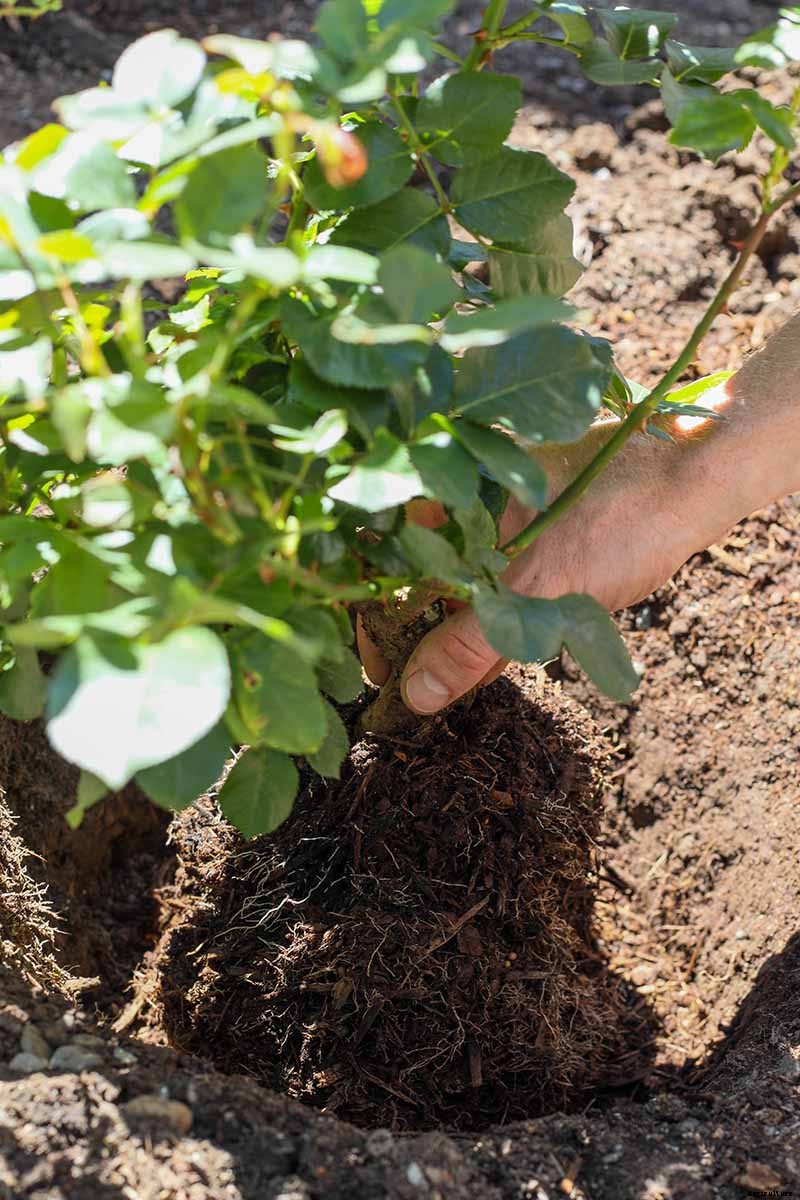 Planting Rose Bushes: Step by Step Instructions