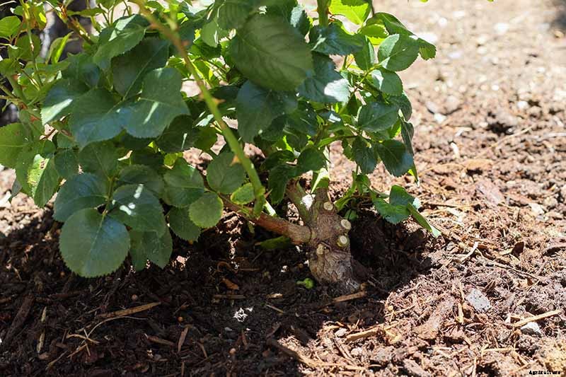 Planting Rose Bushes: Step by Step Instructions