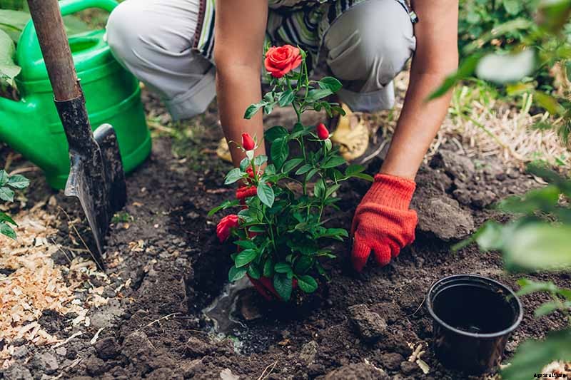 Planting Rose Bushes: Step by Step Instructions