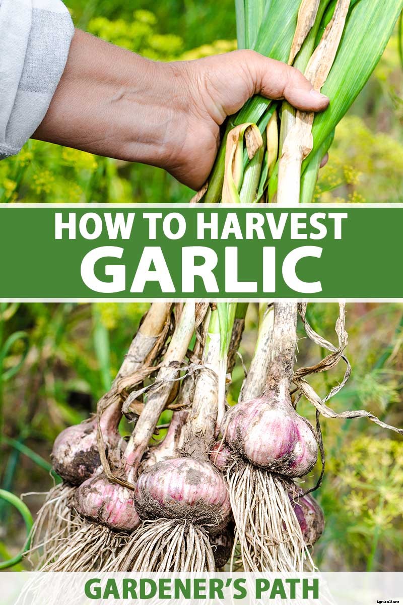 When and How to Harvest Garlic
