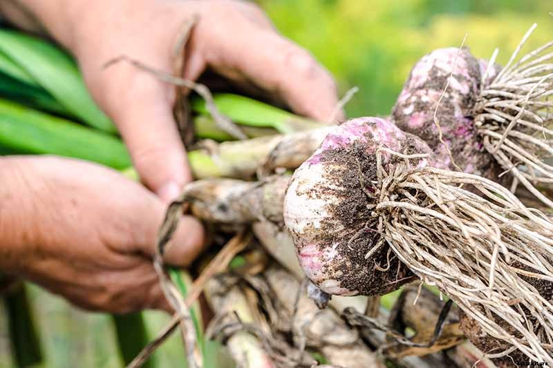 When and How to Harvest Garlic