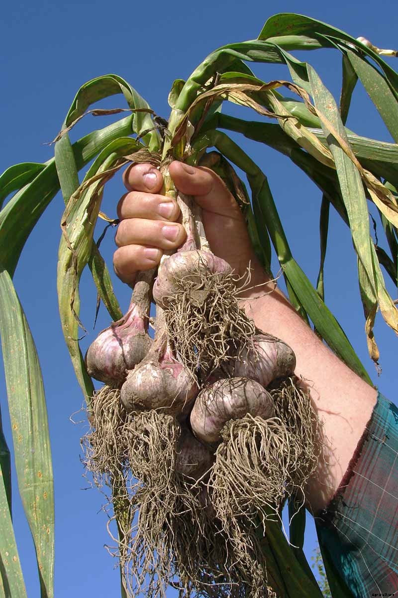 When and How to Harvest Garlic