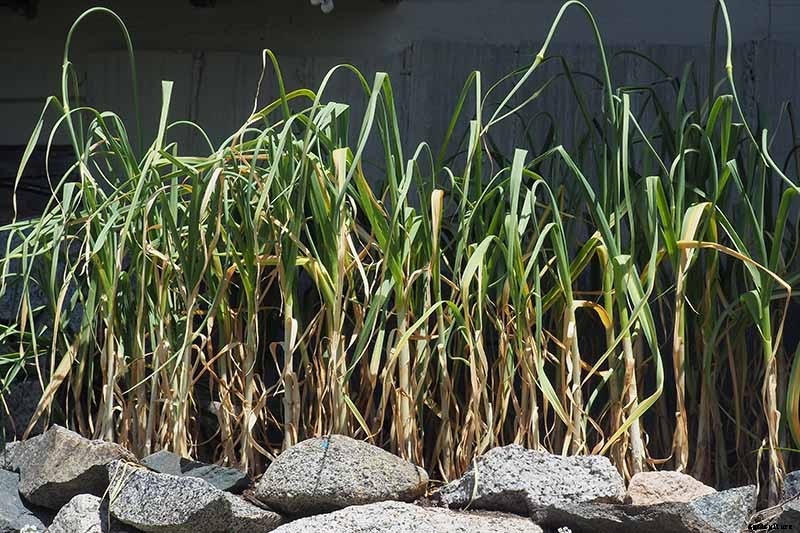 When and How to Harvest Garlic